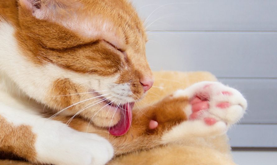 ลิ้นแมวสากและมีหนามเป็นเพราะอะไร