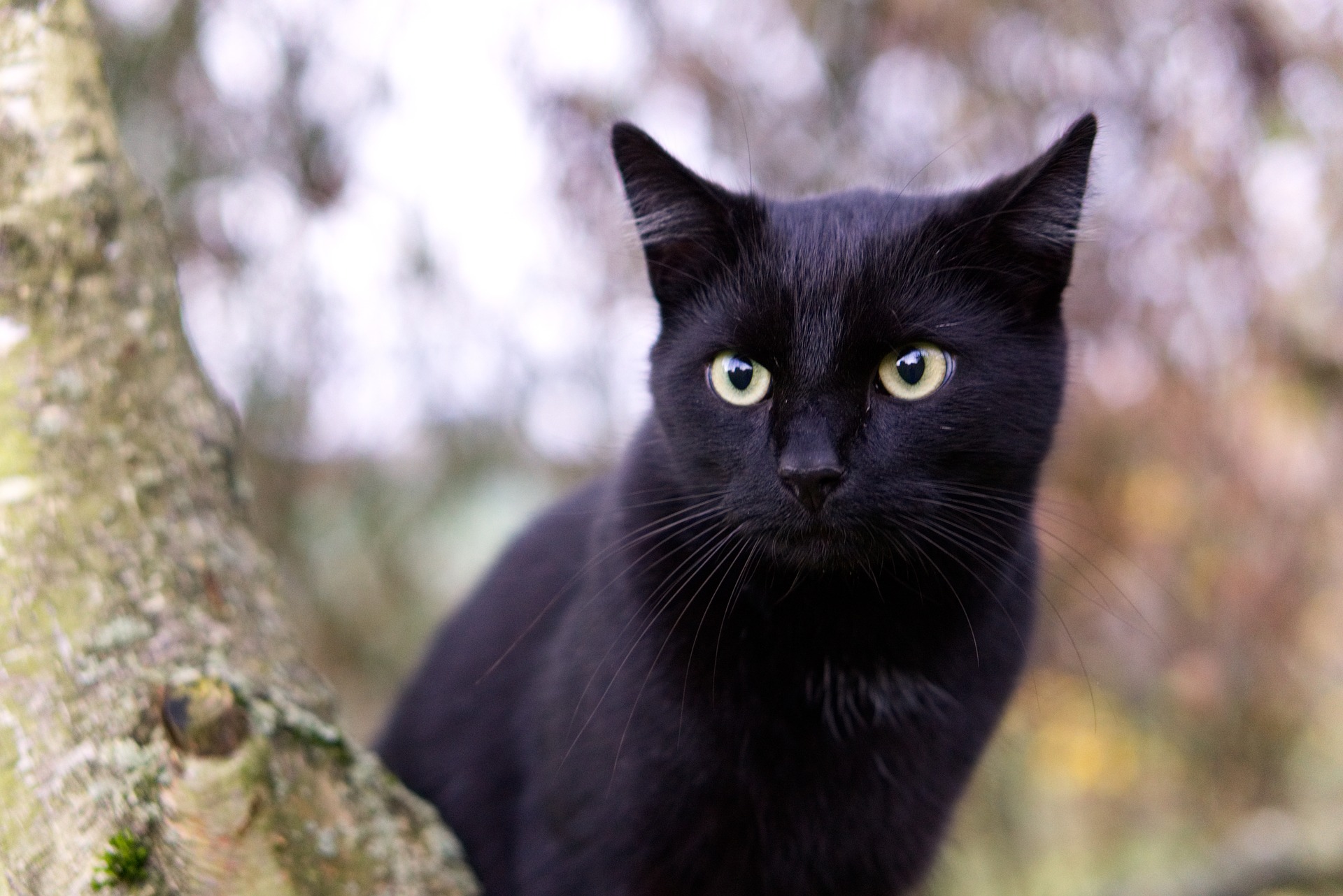 แมวดำกับความเชื่อของคนทั่วโลก