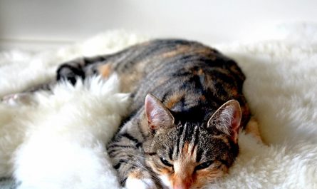แมวกวนตอนนอนด้วยเสียง purr