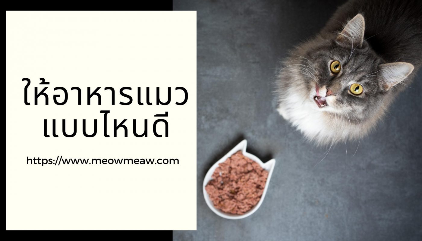 ให้อาหารแมวแบบไหนดี