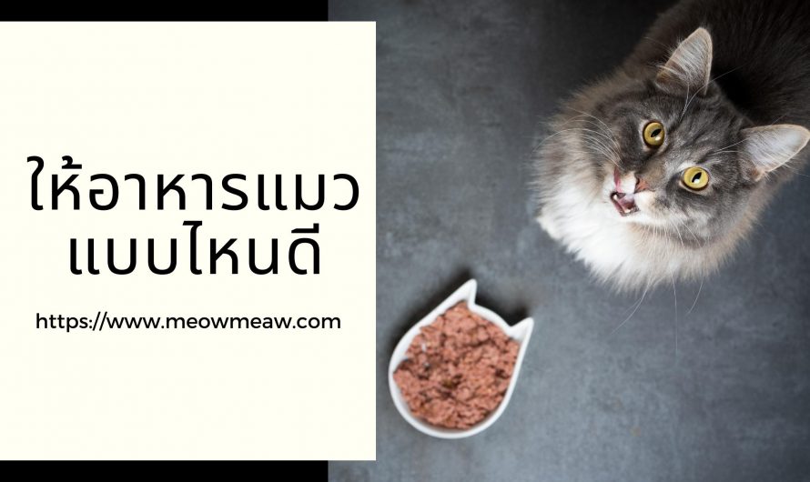 ให้อาหารแมวแบบไหนดี