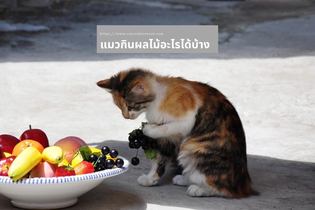 แมวกินผลไม้อะไรได้บ้าง