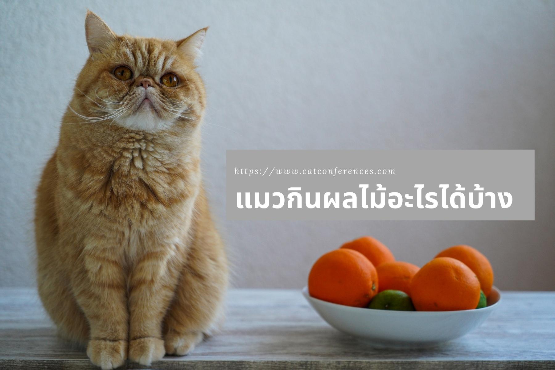 แมวกินผลไม้อะไรได้บ้าง