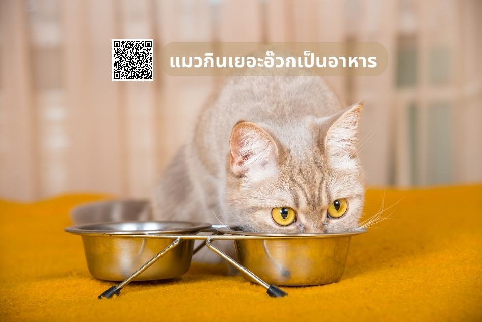 แมวกินเยอะอ๊วกเป็นอาหาร คำอธิบายสาเหตุและการแก้ไข
